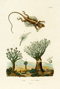 Flying Dragon